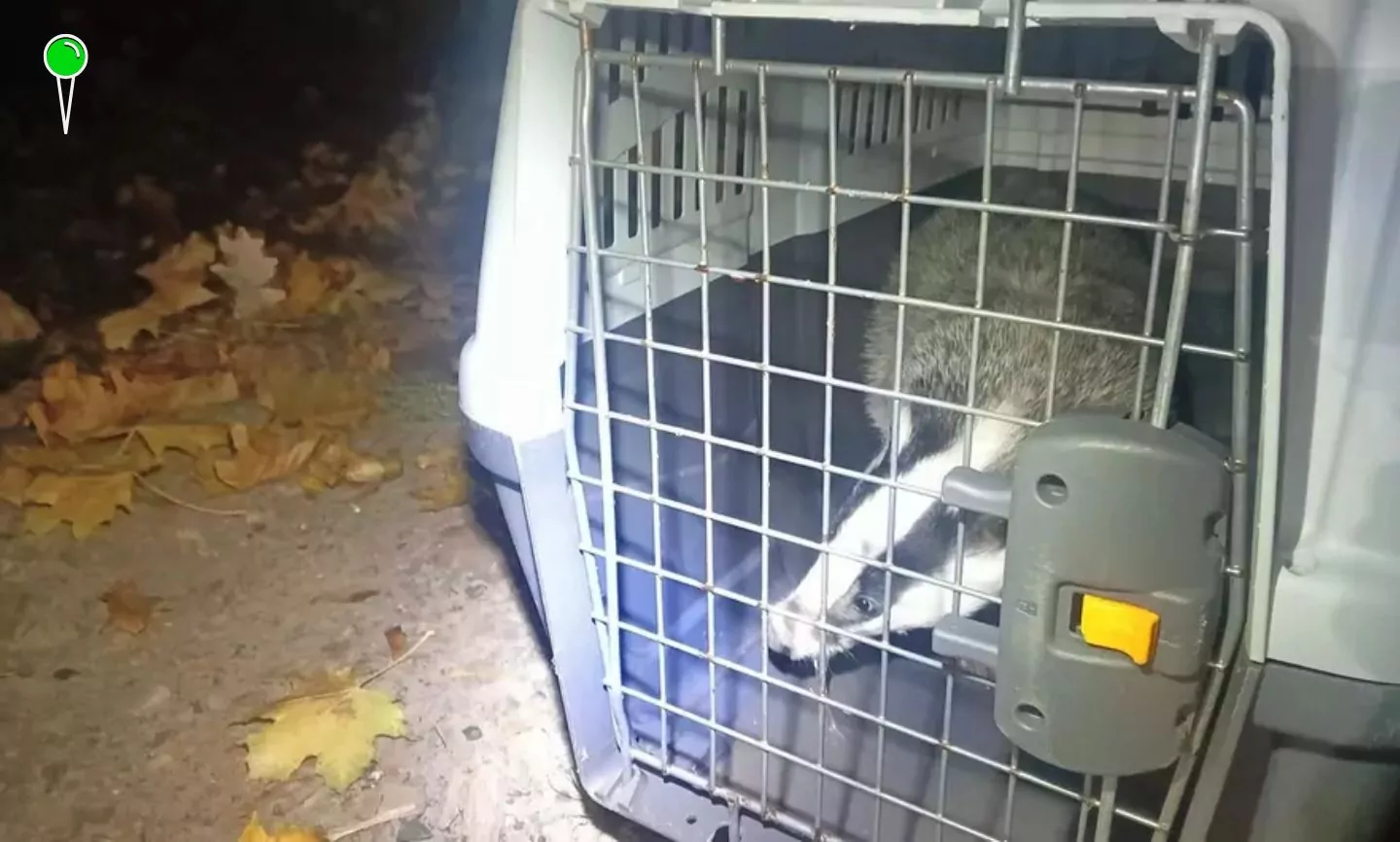 Borsuk szukał schronienia w garażu. Strażnicy uratowali zwierzę (FOTO: Straż Miejska w Gdańsku)