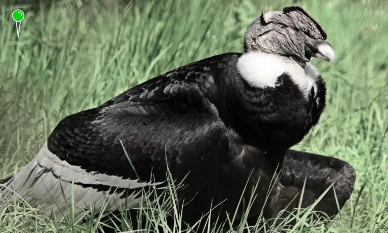 Gdańskie zoo żegna kondora Kacpra (FOTO: canva.com)