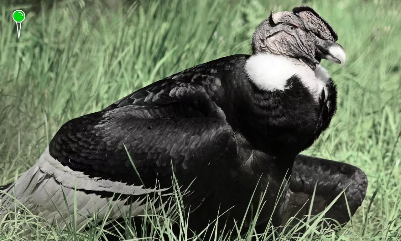 Gdańskie zoo żegna kondora Kacpra (FOTO: canva.com)