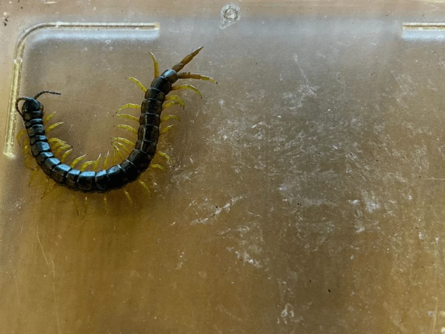 Skolopendra jadowita. Groźne stworzenie w Gdańsku (FOTO: SM Gdańsk)