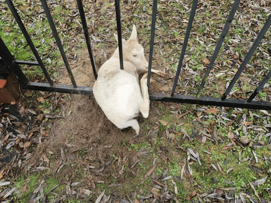 Łania daniela zakleszczona w bramie w Wejherowie (FOTO: Straż Miejska w Wejherowie)