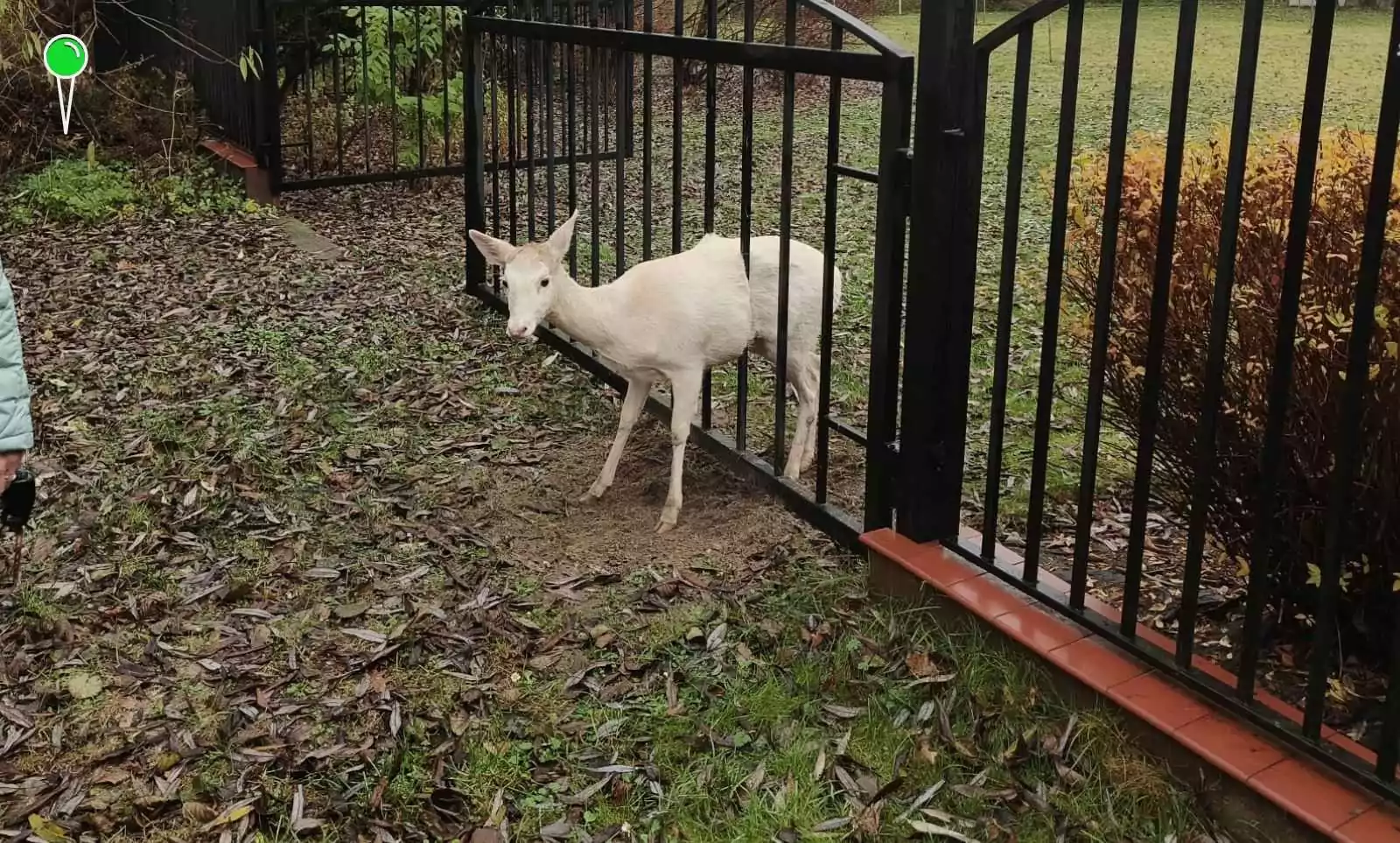 Łania daniela zakleszczona w bramie w Wejherowie (FOTO: Straż Miejska w Wejherowie)
