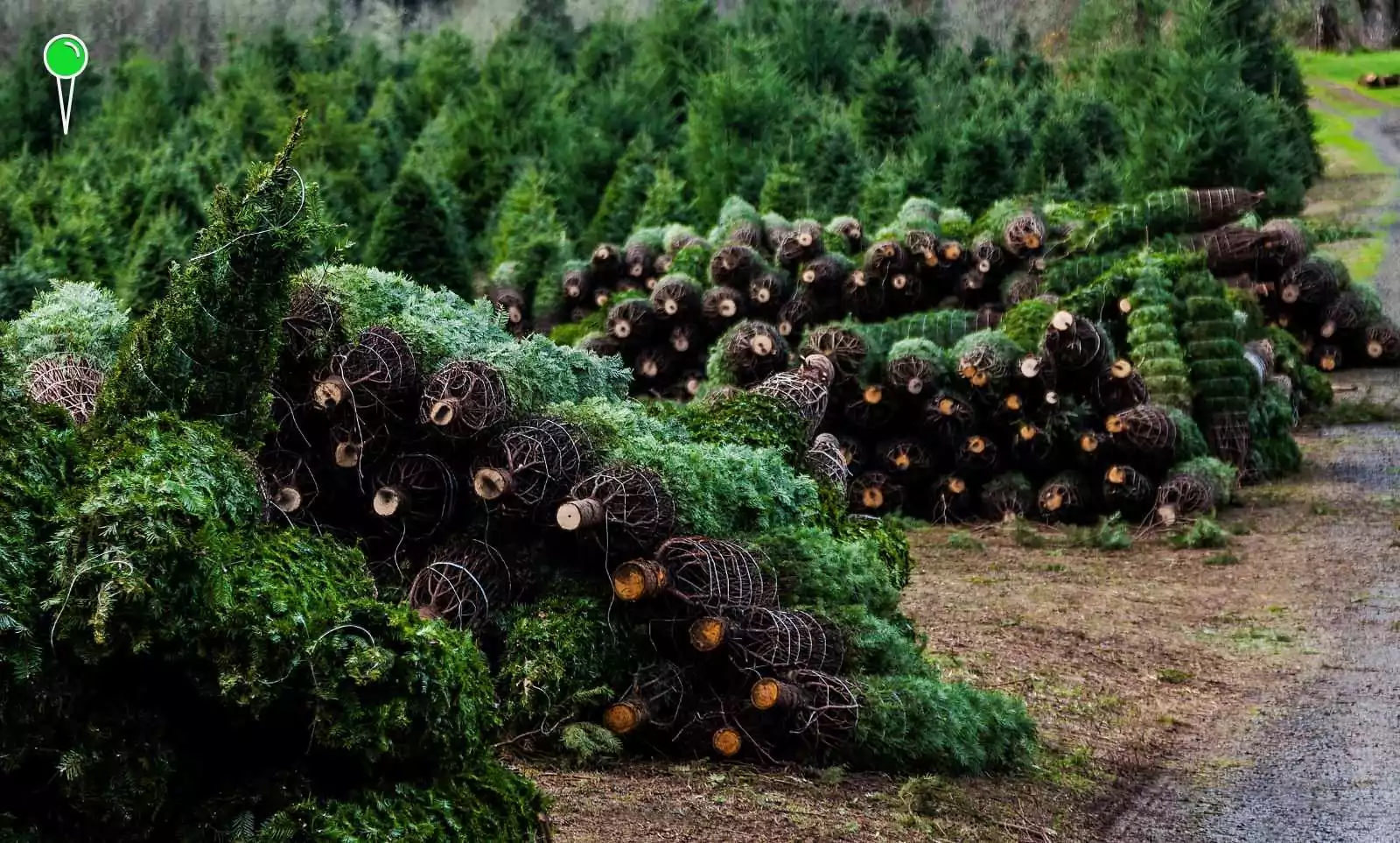 Co grozi za kradzież choinki z lasu? (FOTO: canva.com)