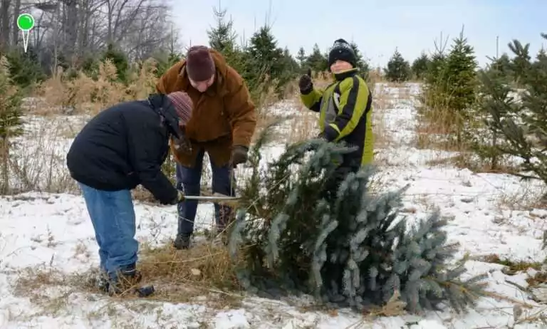 Gdzie kupić żywą choinkę? Choinkowy tydzień w nadleśnictwach (FOTO: canva.com)