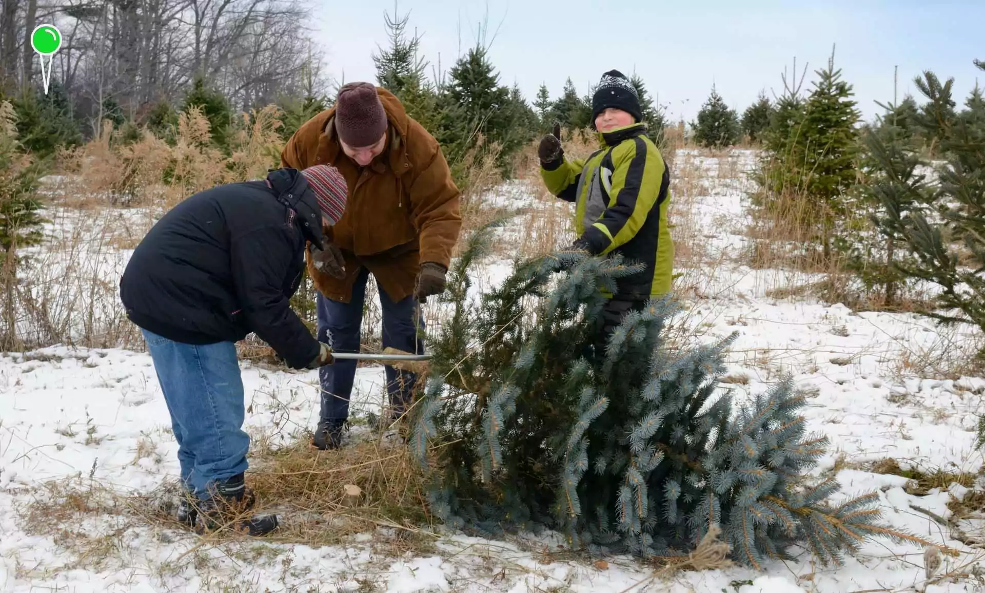 Gdzie kupić żywą choinkę? Choinkowy tydzień w nadleśnictwach (FOTO: canva.com)