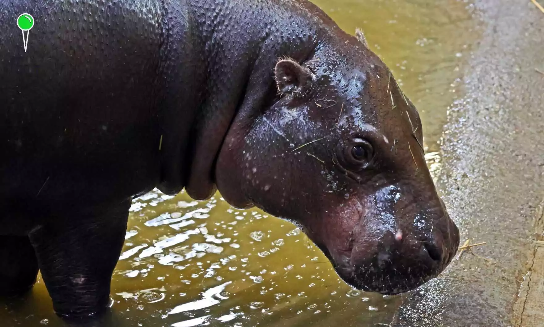 Nowa hipopotamka w Gdańsku – Malela z Teneryfy (FOTO: gdansk.pl)