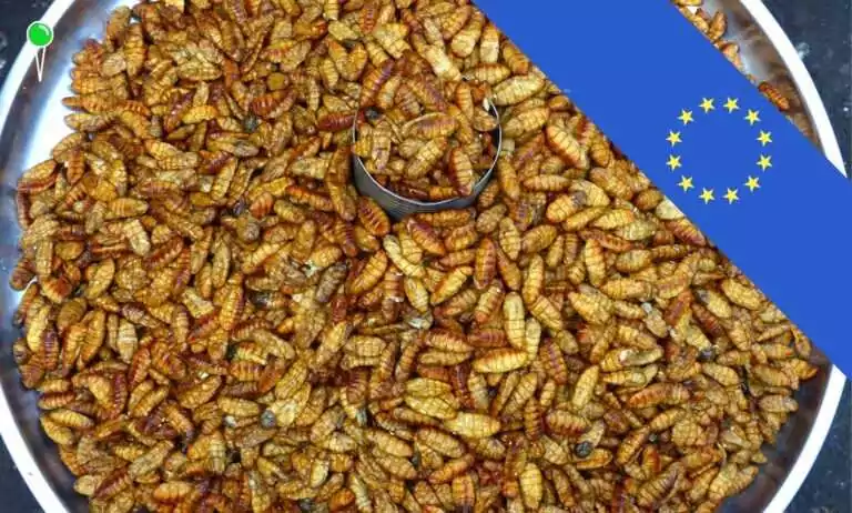 Szok! Komisja Europejska zatwierdza sproszkowane larwy w żywności (FOTO: canva.com)