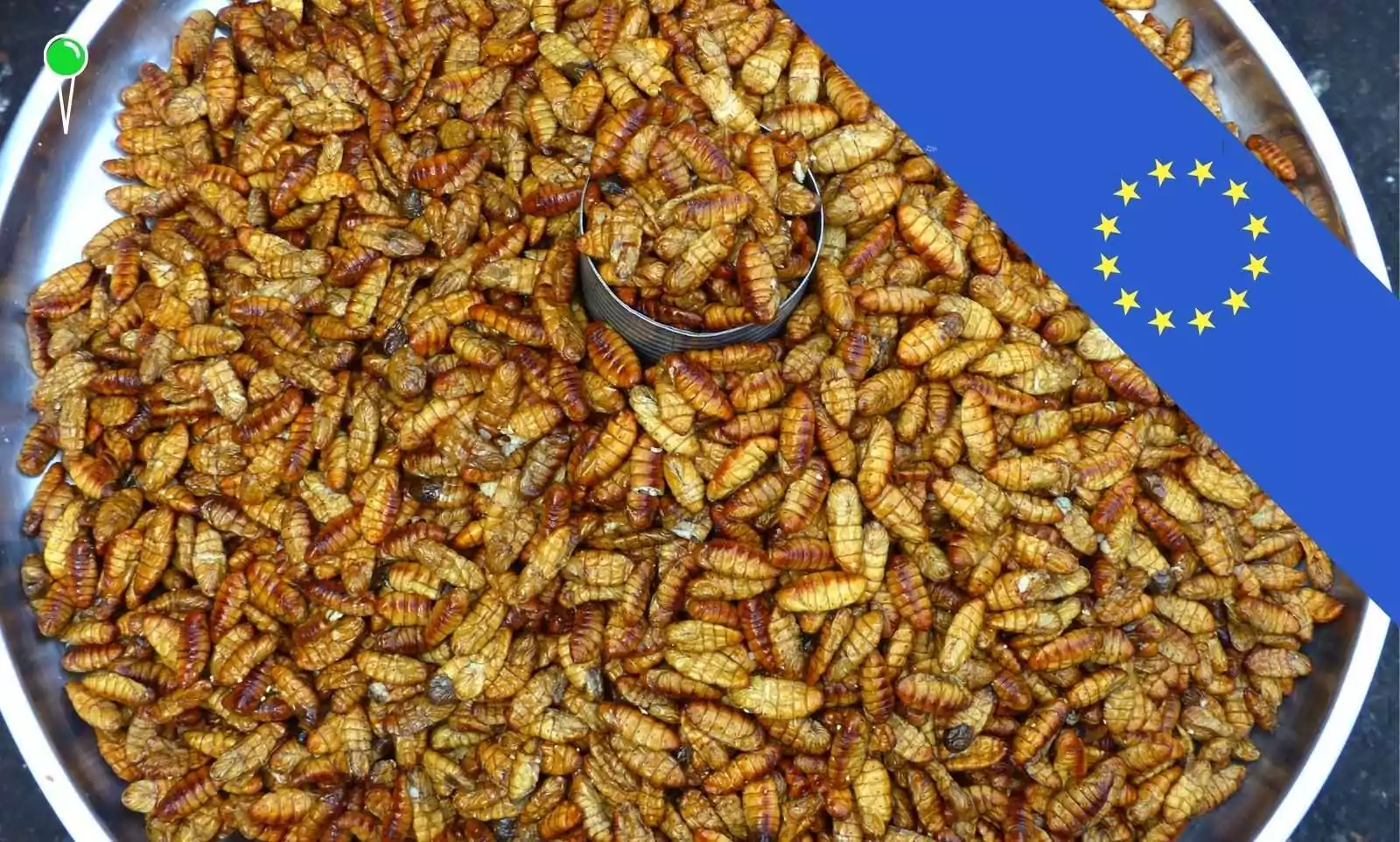 Szok! Komisja Europejska zatwierdza sproszkowane larwy w żywności (FOTO: canva.com)