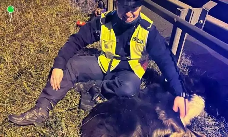 Pies błąkał się na Trasie Sucharskiego. Pomogli mu policjanci ze "Speed" (FOTO: KWP Gdańsk)