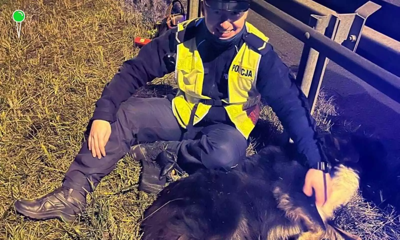 Pies błąkał się na Trasie Sucharskiego. Pomogli mu policjanci ze "Speed" (FOTO: KWP Gdańsk)