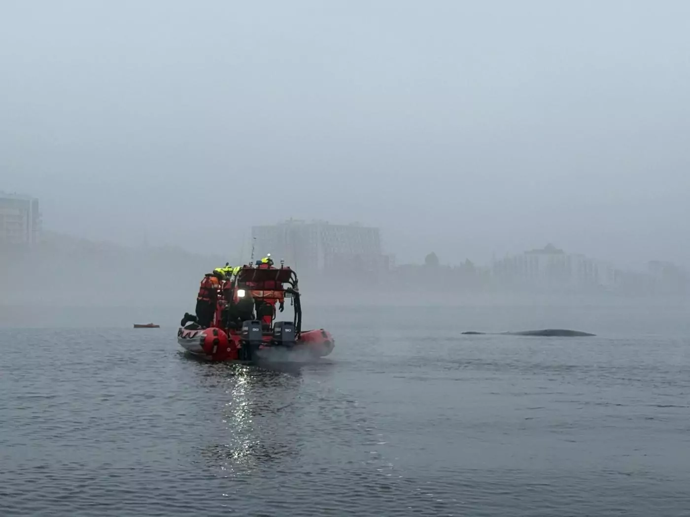 Wieloryb w sieciach rybackich na Bałtyku (FOTO: Sebastian Kluska / MSPiR SAR / X)