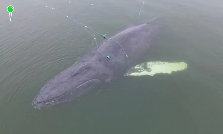 Wieloryb w sieciach rybackich na Bałtyku (FOTO: Sebastian Kluska / MSPiR SAR / X)