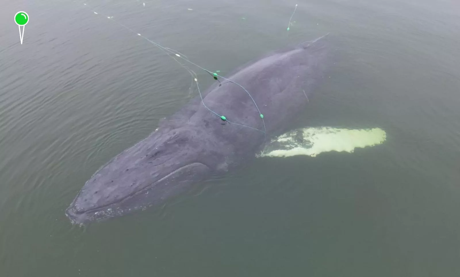 Wieloryb w sieciach rybackich na Bałtyku (FOTO: Sebastian Kluska / MSPiR SAR / X)