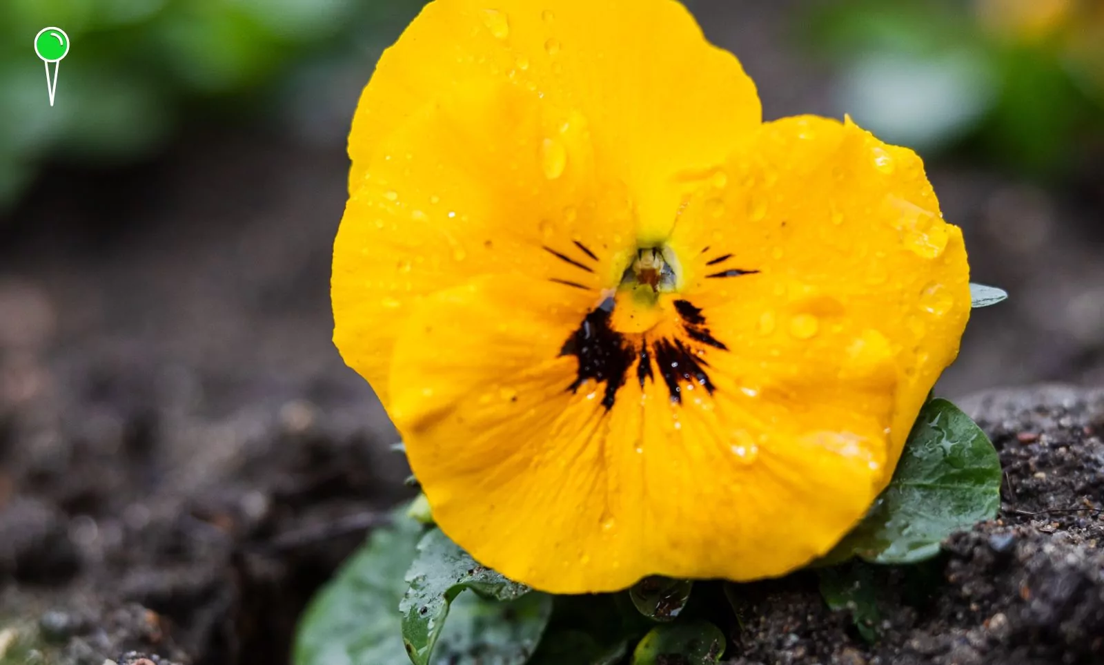 Wiosna w Gdańsku. Ronda i place pełne kwiatów (FOTO: GZDIZ)