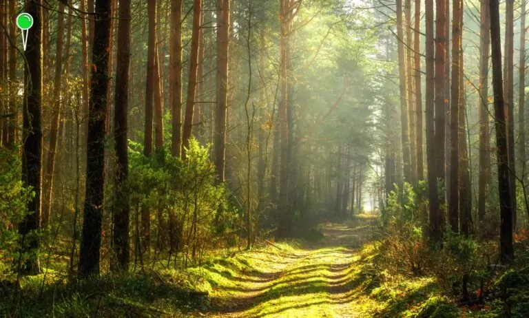 Lasy Państwowe w kryzysie. Leśnicy ostrzegają przed katastrofą (FOTO: canva)