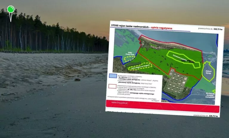 Czy rząd przejmie las na Stogach? Pod topór trafi wtedy 330 ha zieleni (FOTO: canva/BRG)