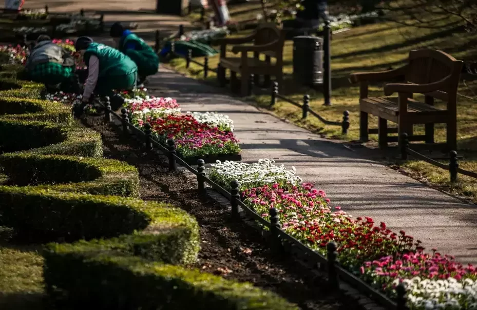 Wiosna w Gdańsku. Ronda i place pełne kwiatów (FOTO: GZDIZ)