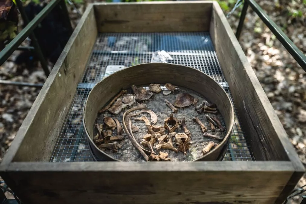 IPN odkrywa dowody zbrodni niemieckich w Lesie Szpęgawskim (FOTO: IPN Gdańsk)