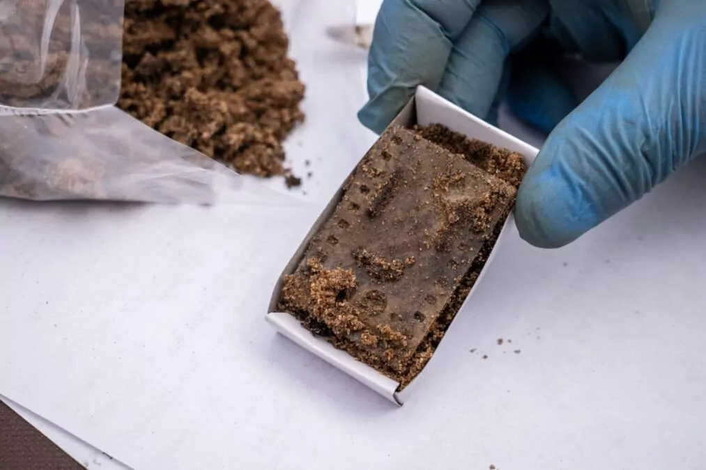 IPN odkrywa dowody zbrodni niemieckich w Lesie Szpęgawskim (FOTO: IPN Gdańsk)