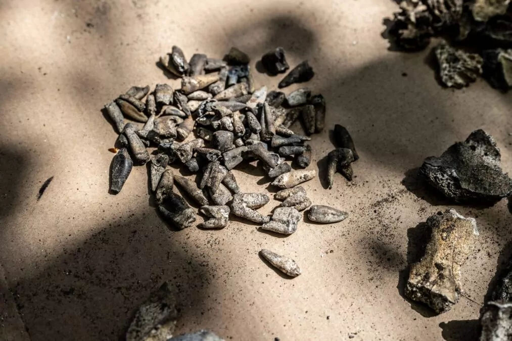 IPN odkrywa dowody zbrodni niemieckich w Lesie Szpęgawskim (FOTO: IPN Gdańsk)