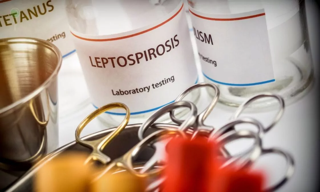 Epidemia w Sarajewie. Miasto opanowane zostało przez szczury (FOTO: canva.com)