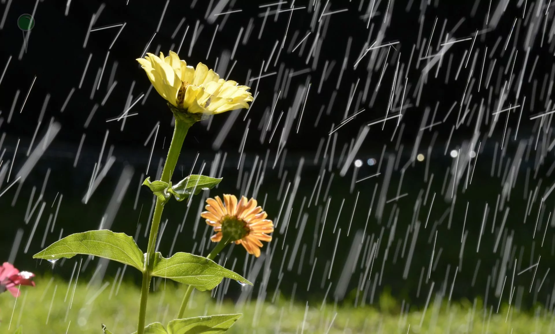 Wybory w deszczu – czy zimno wpłynie na frekwencję? (FOTO: canva.com)