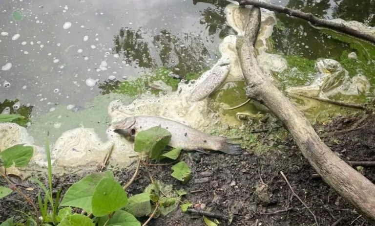 Śnięte ryby w Pustym Stawie na Stogach FOTO: Gdańskie Wody)