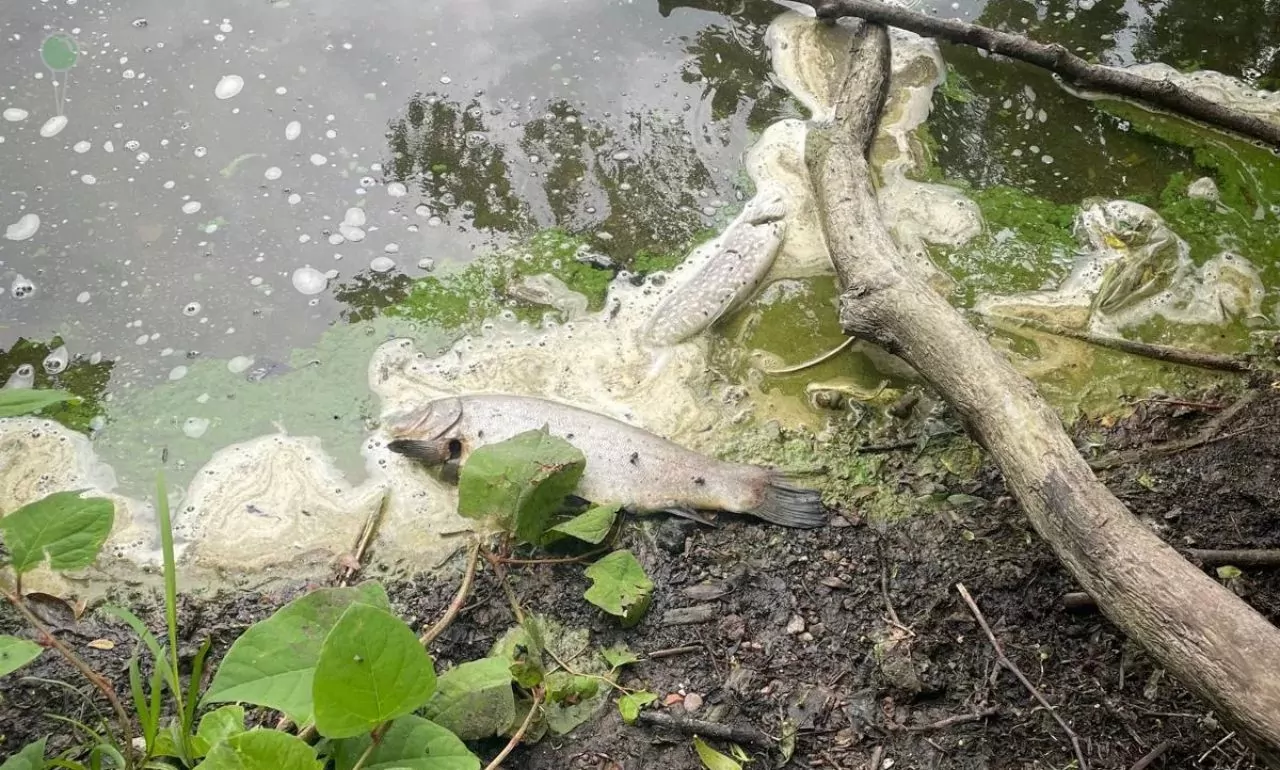 Śnięte ryby w Pustym Stawie na Stogach FOTO: Gdańskie Wody)