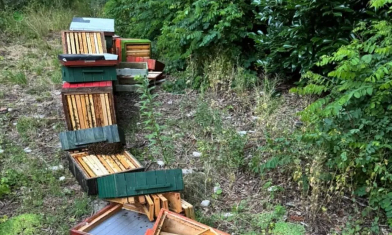 13-latkowie zniszczyli ule i uśmiercili pszczoły (FOTO: KMP Sopot)