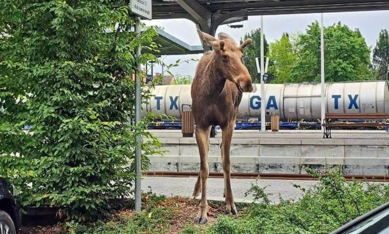 Łoś chadzał ulicami Kwidzyna (FOTO: KPP Kwidzyn)