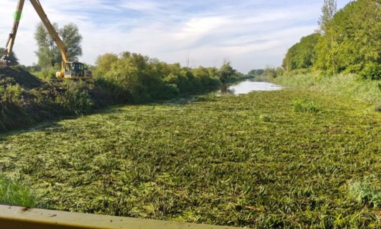 Bobry winne powodzi na Żuławach? Wody Polskie tłumaczą się (FOTO: RZWG Gdańsk)