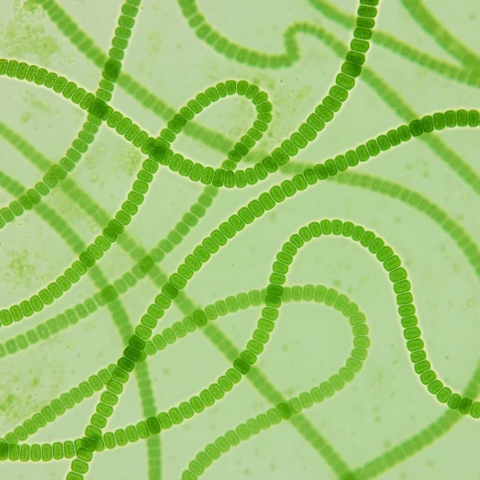 Sinice pod mikroskopem