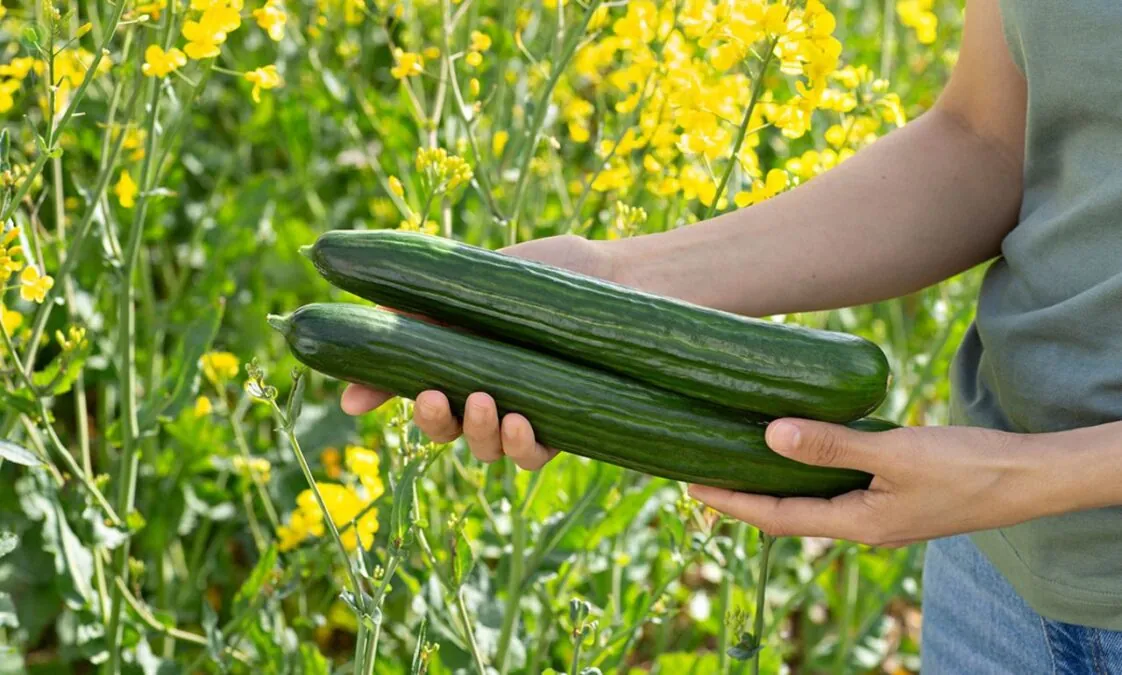 Ogórki w jadalnej powłoce. Czy to koniec plastikowych opakowań? (FOTO: Saveggy)