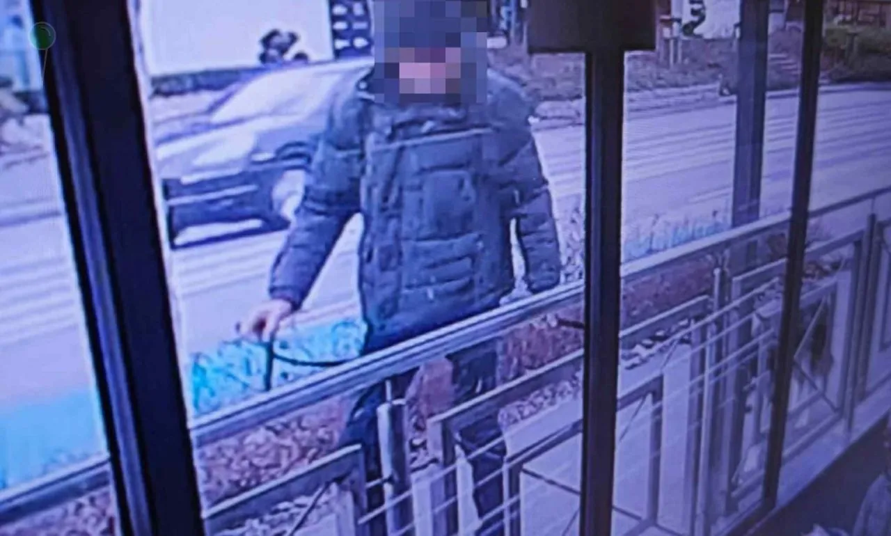 Pies rasy husky skradziony sprzed sklepu (FOTO: KMP Gdańsk)