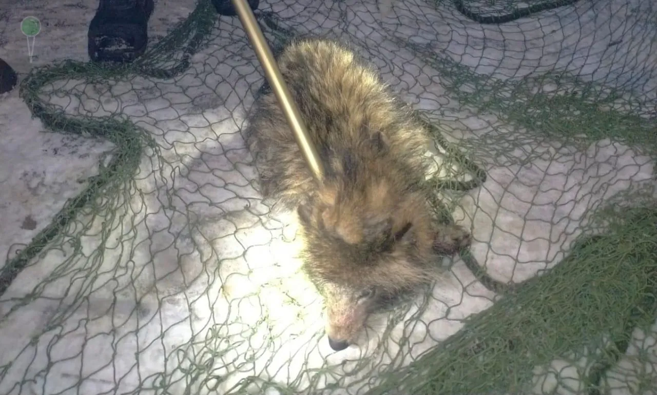 Pies okazał się jenotem. Niezwykła akcja na policji (FOTO; KPP Lidzbark Warmiński)