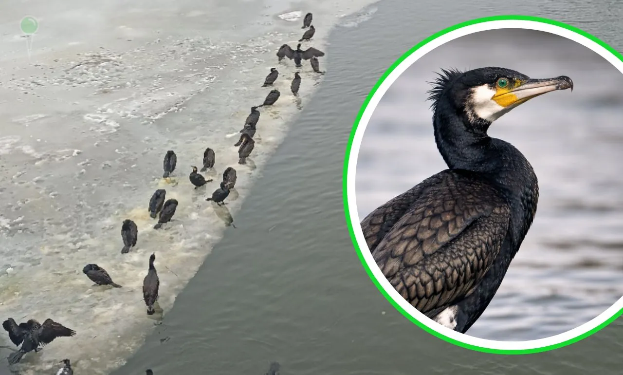 Czarne ptaki na Motławie w Gdańsku. To rybożerne maszyny (FOTO: canva)