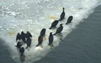 Martwe ptaki wodne na Motławie. To potencjalne zagrożenie sanitarne (FOTO: RDOŚ Gdańsk/FB)