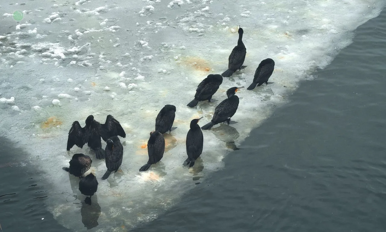 Martwe ptaki wodne na Motławie. To potencjalne zagrożenie sanitarne (FOTO: RDOŚ Gdańsk/FB)