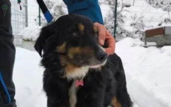 Pies katowany łopatą podczas odśnieżania ulicy w Gdyni (FOTO: KMP Gdynia)