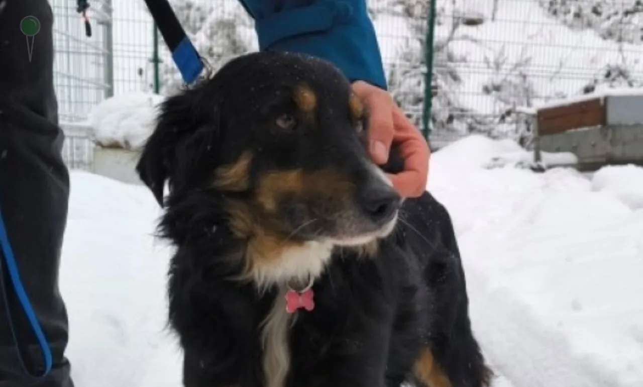 Pies katowany łopatą podczas odśnieżania ulicy w Gdyni (FOTO: KMP Gdynia)