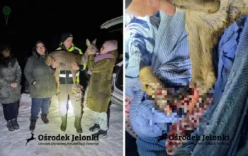 Burza w sieci. Strażnicy miejscy mieli wypuścić ranną sarnę (FOTO: Ośrodek Okresowej Rehabilitacji Zwierząt Jelonki)