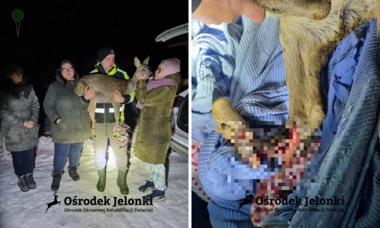Burza w sieci. Strażnicy miejscy mieli wypuścić ranną sarnę (FOTO: Ośrodek Okresowej Rehabilitacji Zwierząt Jelonki)