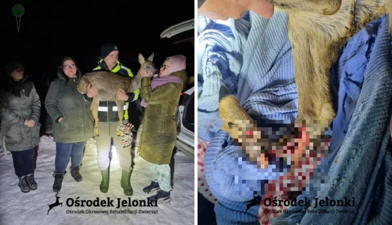 Burza w sieci. Strażnicy miejscy mieli wypuścić ranną sarnę (FOTO: Ośrodek Okresowej Rehabilitacji Zwierząt Jelonki)