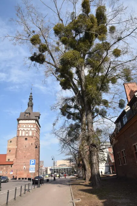 Jemioła opanowuje centrum Gdańska. Padają pytania o standardy działań (FOTO: Sebastian Piasecki)