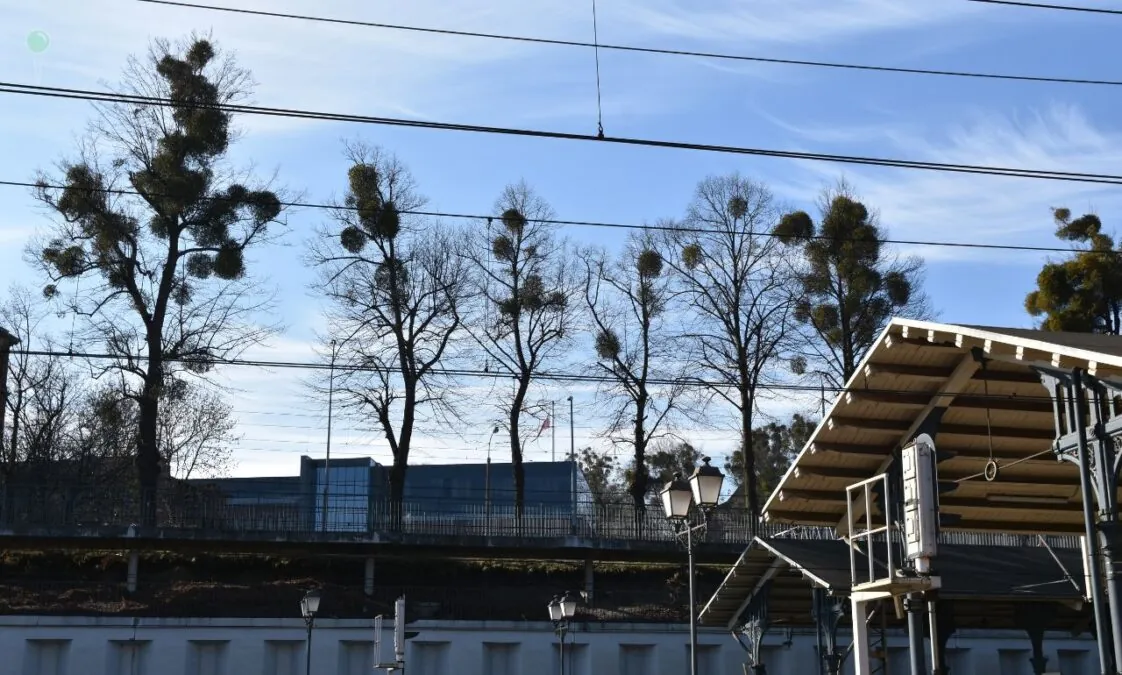 Jemioła opanowuje centrum Gdańska. Padają pytania o standardy działań (FOTO: Sebastian Piasecki)