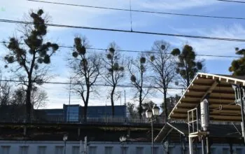 Jemioła opanowuje centrum Gdańska. Padają pytania o standardy działań (FOTO: Sebastian Piasecki)