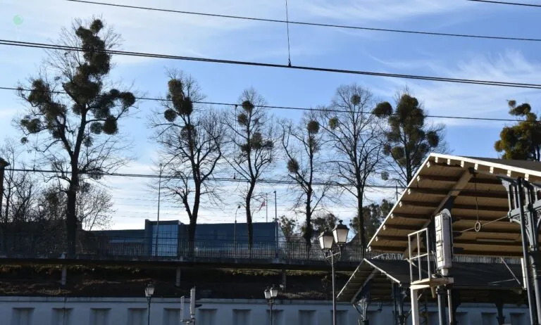 Jemioła opanowuje centrum Gdańska. Padają pytania o standardy działań (FOTO: Sebastian Piasecki)