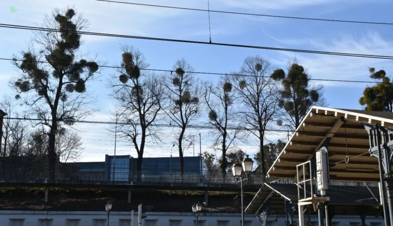 Jemioła opanowuje centrum Gdańska. Padają pytania o standardy działań (FOTO: Sebastian Piasecki)