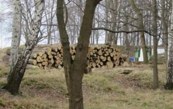 280 drzew zniknęło na Westerplatte. Muzeum tłumaczy się z wycinki (FOTO: wbijamszpile.pl)