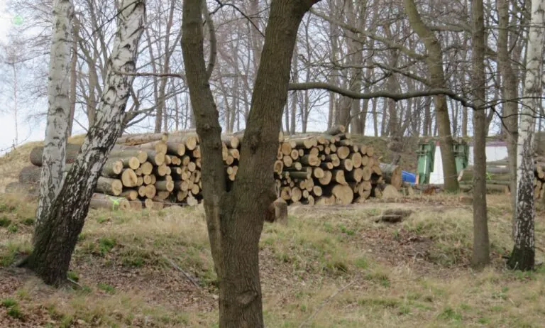 280 drzew zniknęło na Westerplatte. Muzeum tłumaczy się z wycinki (FOTO: wbijamszpile.pl)